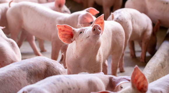 Swine